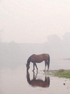 Превью обои лошади, река, туман, небо