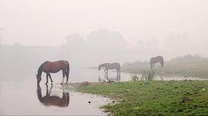 Превью обои лошади, река, туман, небо