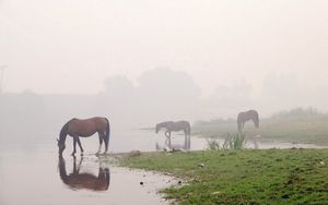 Превью обои лошади, река, туман, небо