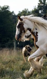Превью обои лошади, стадо, бег, пятнистый, красивый
