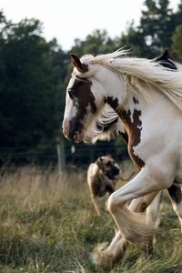 Превью обои лошади, стадо, бег, пятнистый, красивый