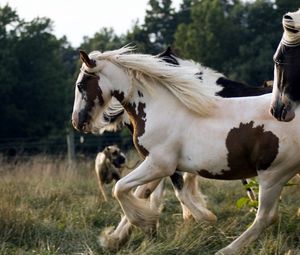Превью обои лошади, стадо, бег, пятнистый, красивый