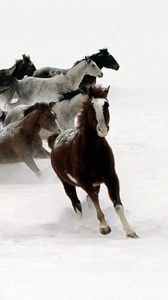 Превью обои лошади, стадо, бежать, снег