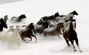 Превью обои лошади, стадо, бежать, снег