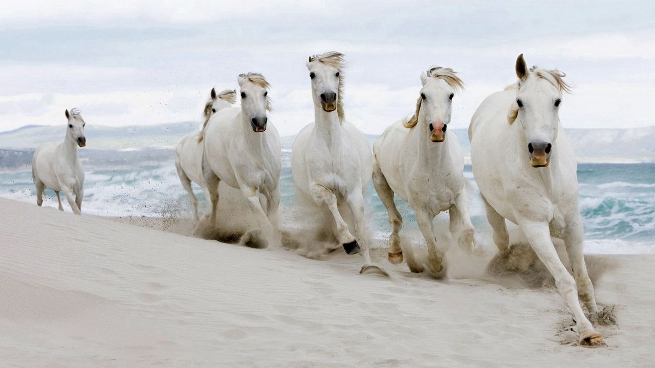 Обои лошади, стадо, бежать, песок, море