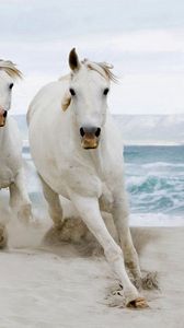 Превью обои лошади, стадо, бежать, песок, море