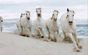 Превью обои лошади, стадо, бежать, песок, море