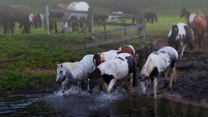 Превью обои лошади, стадо, вода, луг