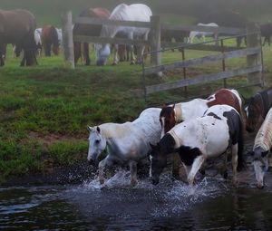 Превью обои лошади, стадо, вода, луг