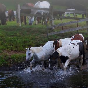 Превью обои лошади, стадо, вода, луг