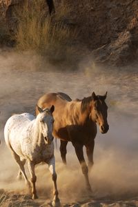 Превью обои лошади, табун, бежать, пыль