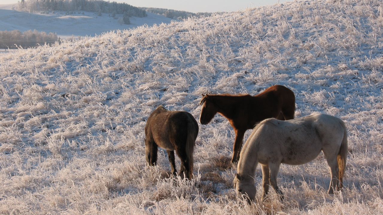 Обои лошади, табун, конь, кобыла, зима, пастбище, мороз