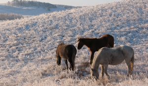 Превью обои лошади, табун, конь, кобыла, зима, пастбище, мороз