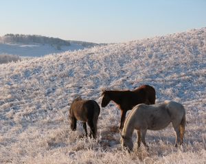 Превью обои лошади, табун, конь, кобыла, зима, пастбище, мороз