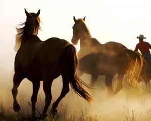 Превью обои лошади, табун, пыль, бег