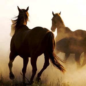 Превью обои лошади, табун, пыль, бег