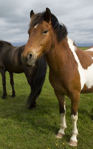 Превью обои лошади, табун, трава, стоять