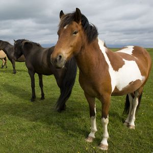 Превью обои лошади, табун, трава, стоять