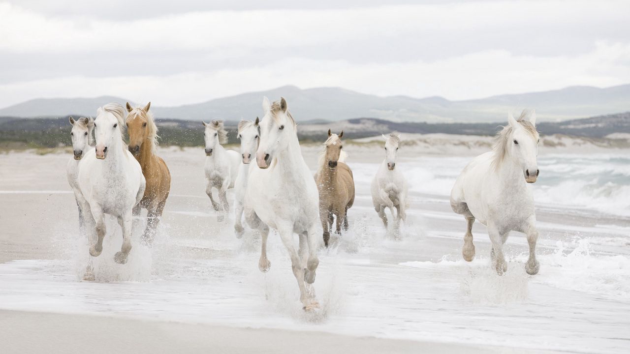 Обои лошади, табун, вода, берег, бежать