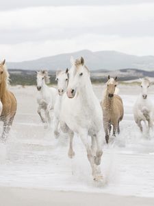 Превью обои лошади, табун, вода, берег, бежать