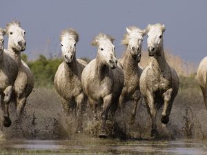 Превью обои лошади, табун, вода, море, берег, брызги