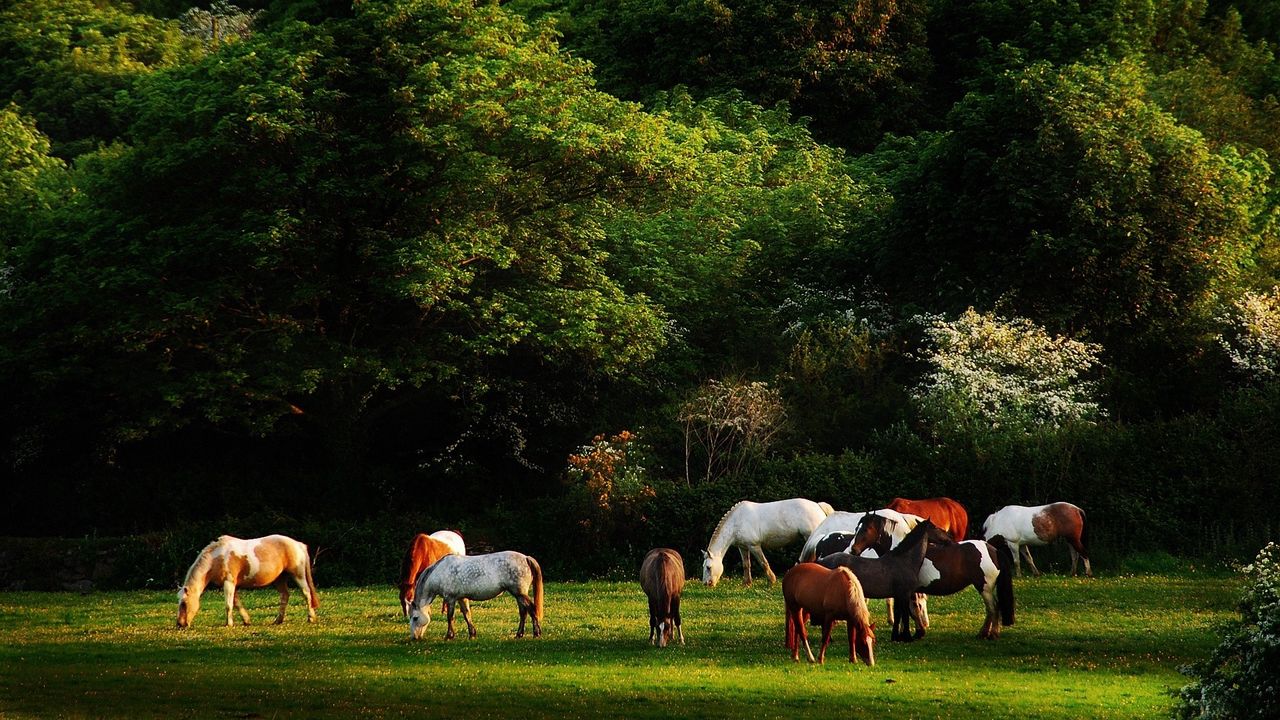 Обои лошади, трава, деревья, прогулка, табун