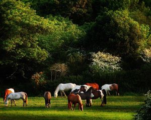 Превью обои лошади, трава, деревья, прогулка, табун