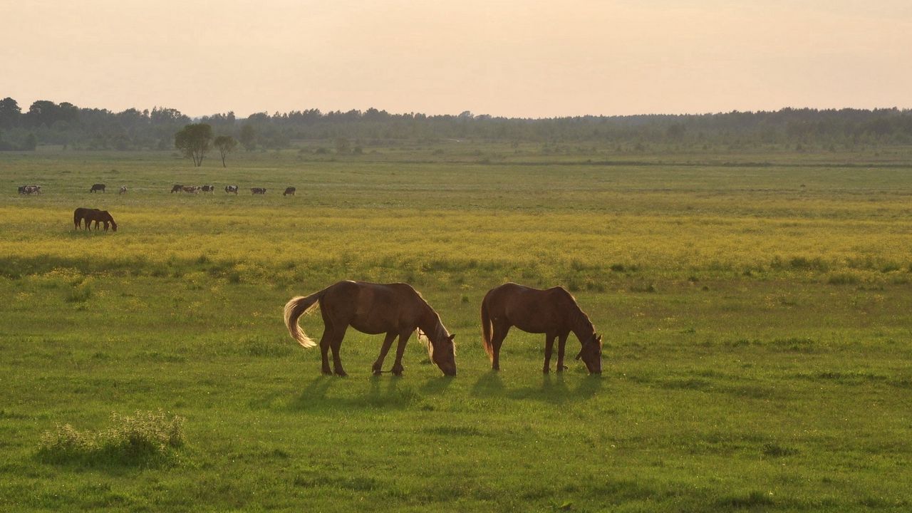 Обои лошади, трава, небо