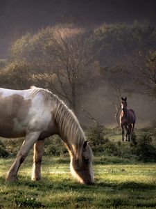 Превью обои лошади, трава, пара, прогулка, еда, деревья