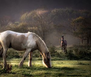 Превью обои лошади, трава, пара, прогулка, еда, деревья