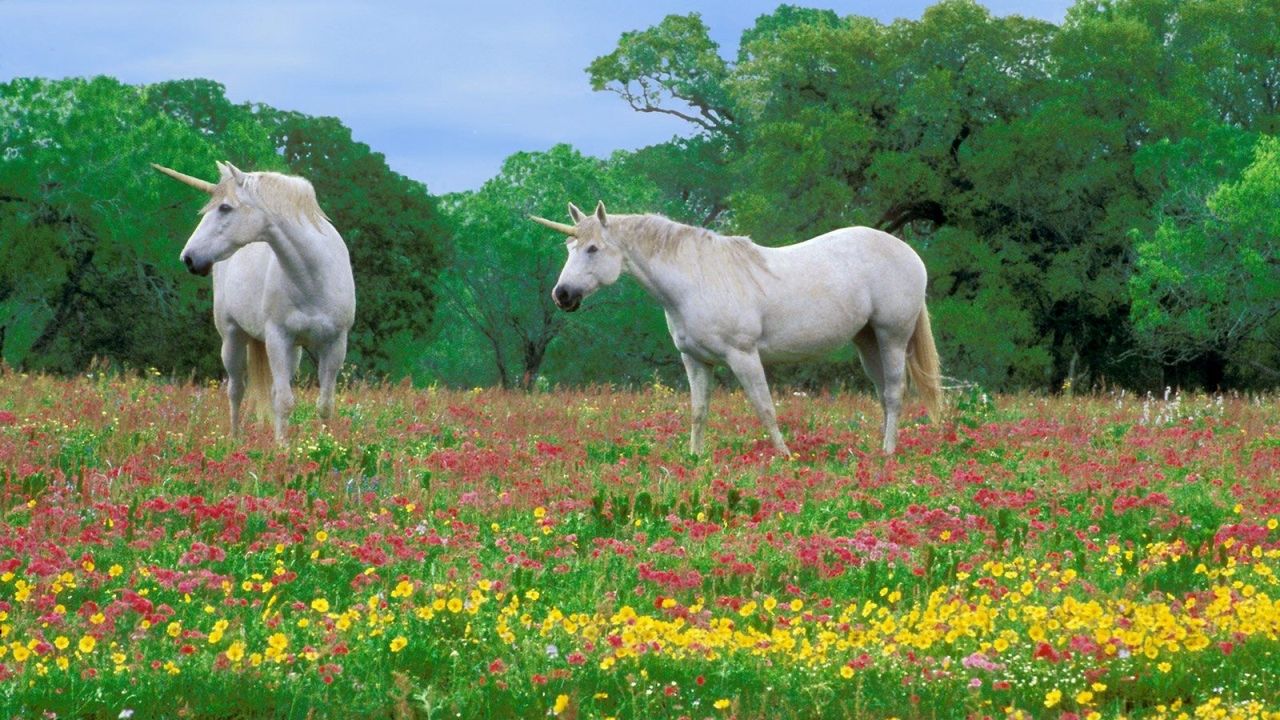 Обои лошади, трава, поле, цветы