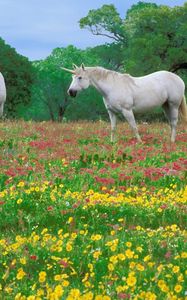 Превью обои лошади, трава, поле, цветы