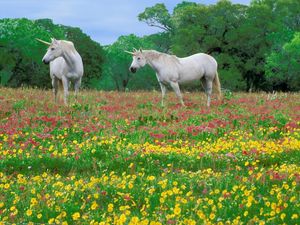 Превью обои лошади, трава, поле, цветы