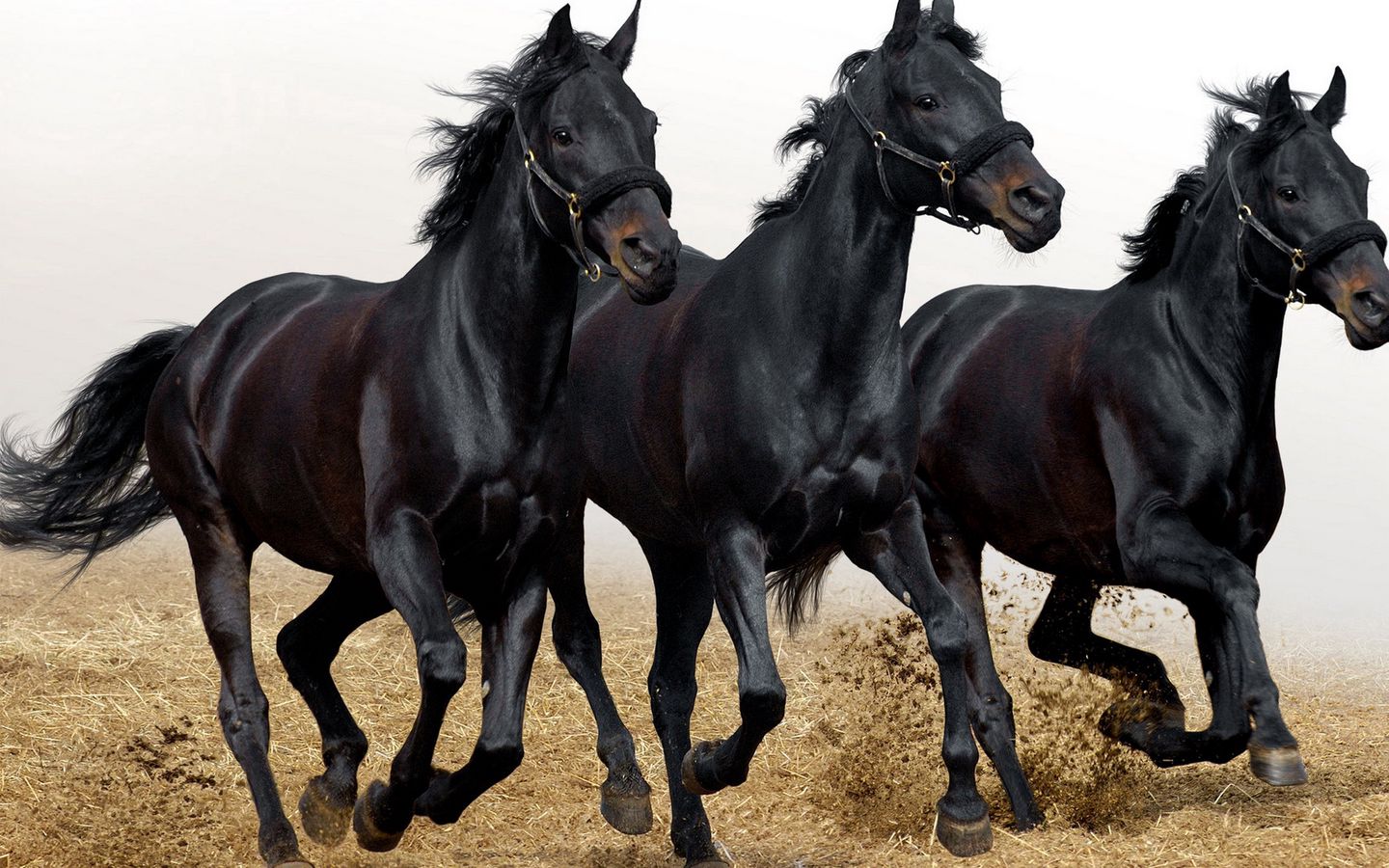 Лошади. Скакуны лошади. Три лошади. Лошади фото красивые.