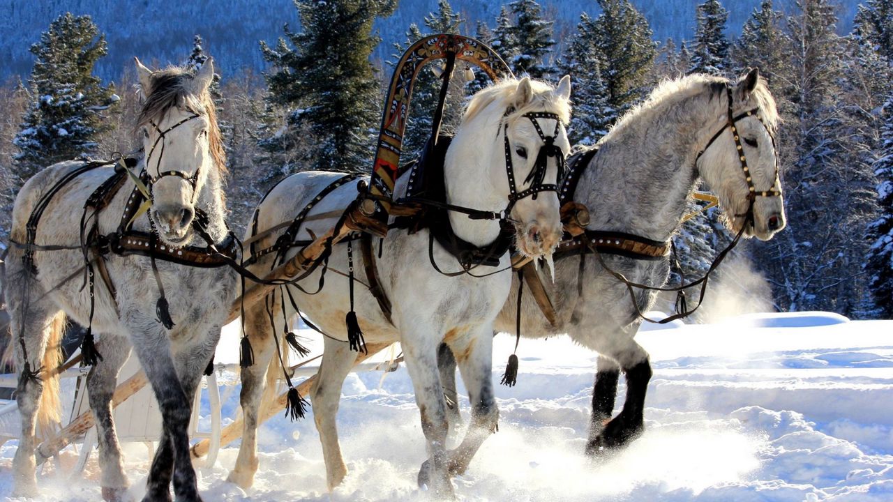 Обои лошади, три, упряжка, снег, сани