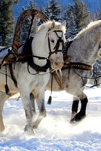 Превью обои лошади, три, упряжка, снег, сани