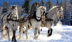 Превью обои лошади, три, упряжка, снег, сани