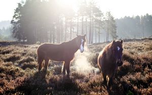 Превью обои лошади, туман, поле, трава, деревья