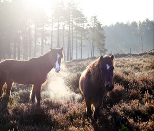 Превью обои лошади, туман, поле, трава, деревья
