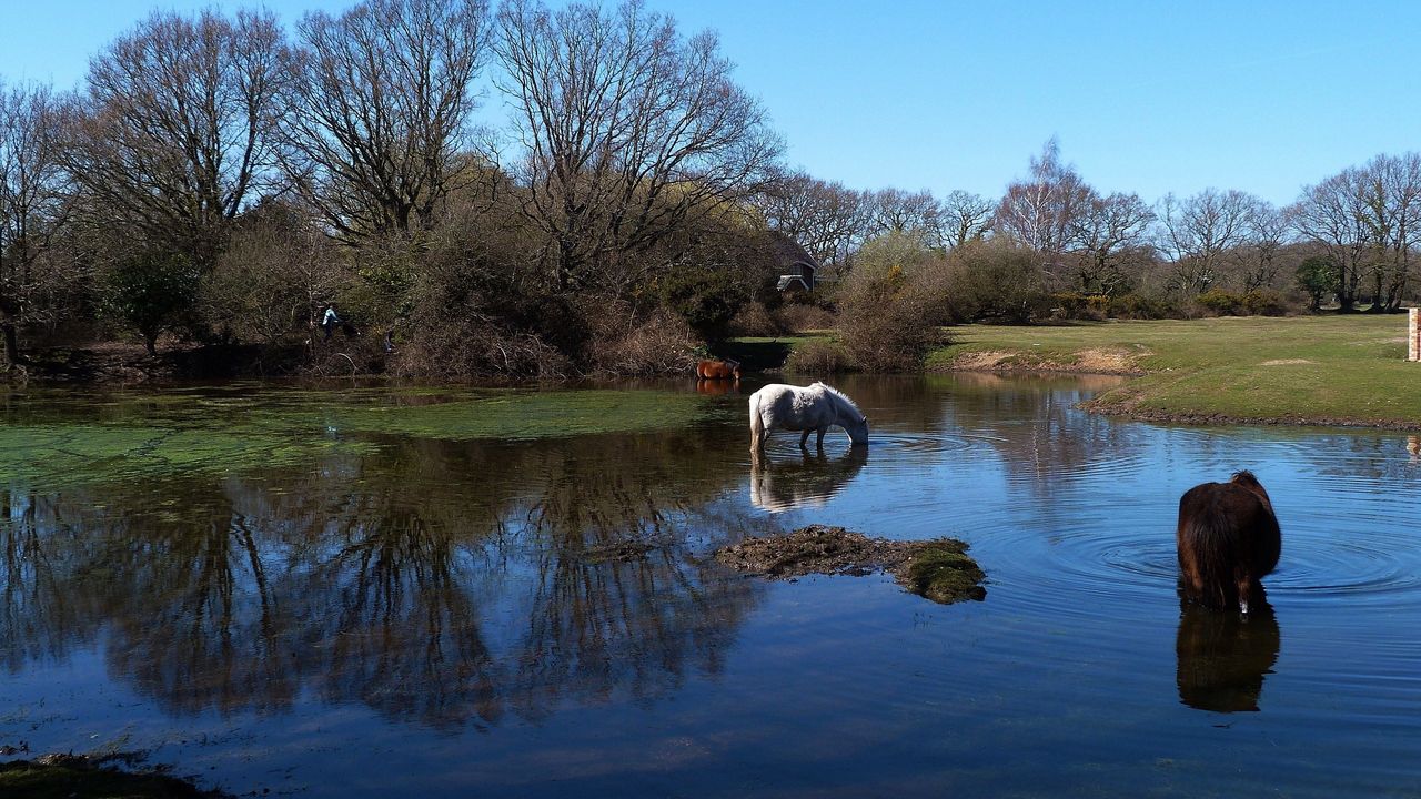 Обои лошади, вода, река, трава