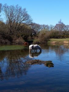 Превью обои лошади, вода, река, трава