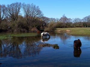 Превью обои лошади, вода, река, трава