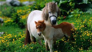 Превью обои лошади, жеребец, трава, цветы, прогулка, семья
