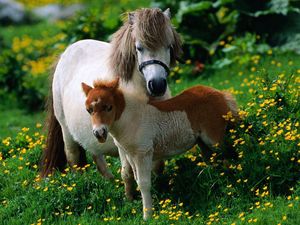 Превью обои лошади, жеребец, трава, цветы, прогулка, семья