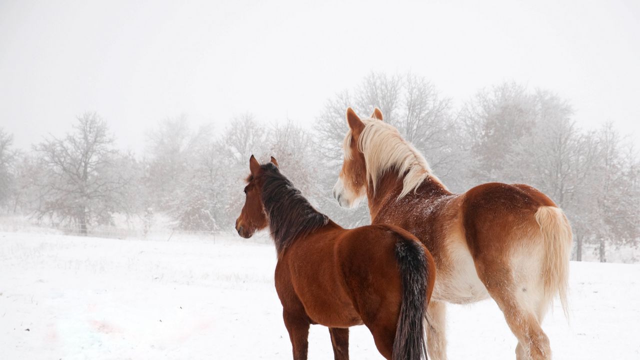 Обои лошади, зима, снег, пара