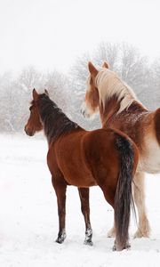 Превью обои лошади, зима, снег, пара