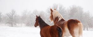 Превью обои лошади, зима, снег, пара