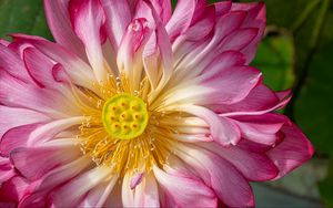 Превью обои лотос, лепестки, макро, цветок, розовый