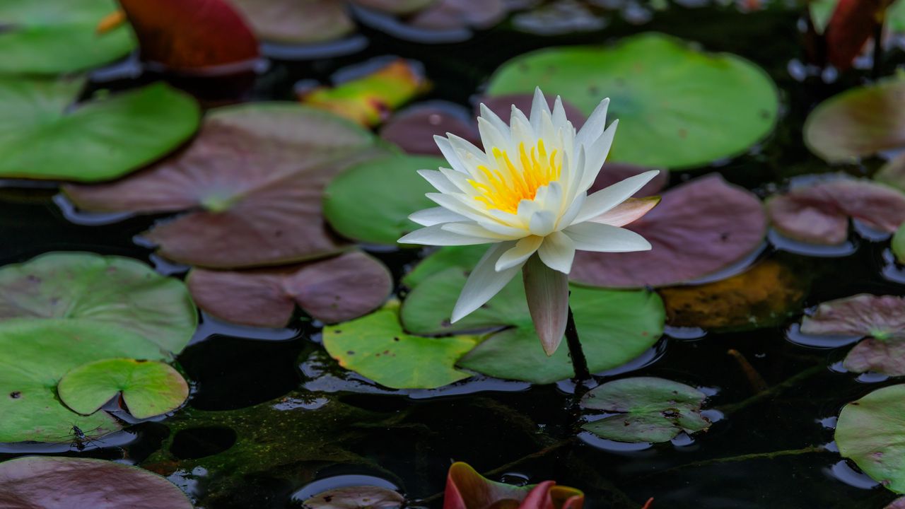 Обои лотос, лепестки, цветок, кувшинки, озеро, вода