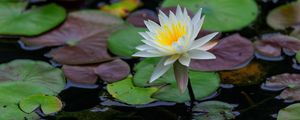 Превью обои лотос, лепестки, цветок, кувшинки, озеро, вода